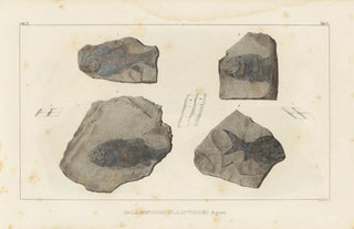 Louis Agassiz - Recherches sur les poissons fossiles Pl130.webp