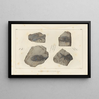 Louis Agassiz - Recherches sur les poissons fossiles Pl130.webp