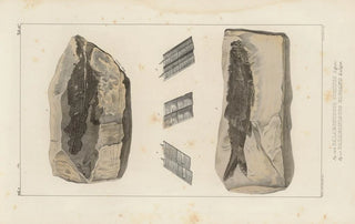 Louis Agassiz - Recherches sur les poissons fossiles Pl137.webp