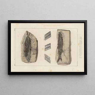 Louis Agassiz - Recherches sur les poissons fossiles Pl137.webp