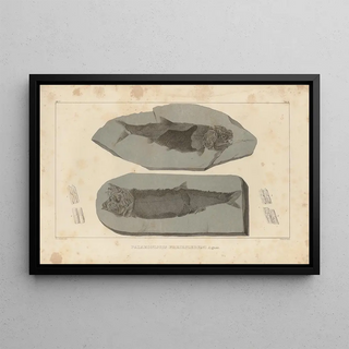 Louis Agassiz - Recherches sur les poissons fossiles Pl140.webp
