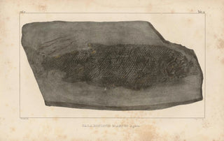 Louis Agassiz - Recherches sur les poissons fossiles Pl142.webp