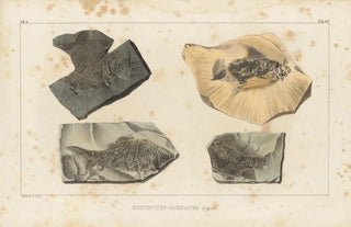 Louis Agassiz - Recherches sur les poissons fossiles Pl143.webp
