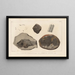 Recherches sur les Poissons Fossiles Pl145 - Louis Agassiz — gerahmtes Bild an der Wand