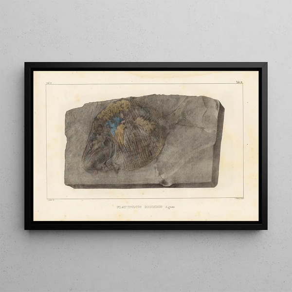 Louis Agassiz - Recherches sur les poissons fossiles Pl147.webp