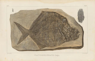 Louis Agassiz - Recherches sur les poissons fossiles Pl148.webp
