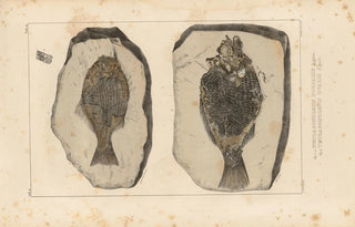 Louis Agassiz - Recherches sur les poissons fossiles Pl151.webp