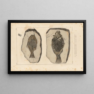 Louis Agassiz - Recherches sur les poissons fossiles Pl151.webp