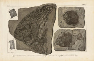 Louis Agassiz - Recherches sur les poissons fossiles Pl155.webp