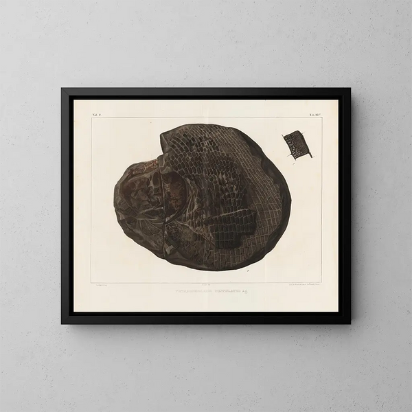 Recherches sur les poissons fossiles Pl. 157 - Louis Agassiz — gerahmtes Bild an der Wand