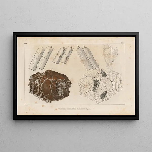Louis Agassiz - Recherches sur les poissons fossiles Pl158.webp