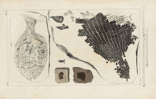 Louis Agassiz - Recherches sur les poissons fossiles Pl160.webp
