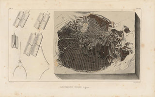Louis Agassiz - Recherches sur les poissons fossiles Pl164.webp
