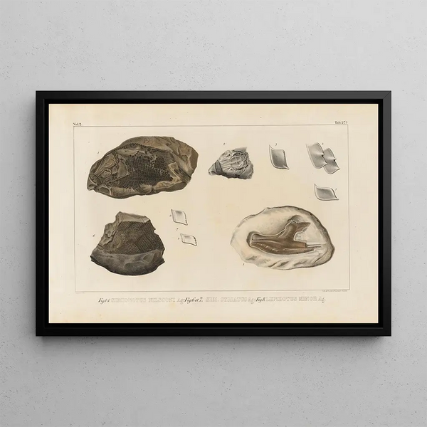 Recherches sur les poissons fossiles Pl171 - Louis Agassiz — gerahmtes Bild an der Wand