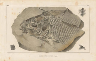 Louis Agassiz - Recherches sur les poissons fossiles Pl172.webp