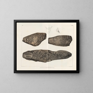 Louis Agassiz - Recherches sur les poissons fossiles Pl175.webp