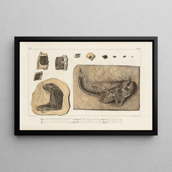 Louis Agassiz - Recherches sur les poissons fossiles Pl176.webp