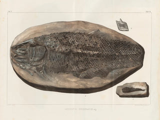 Louis Agassiz - Recherches sur les poissons fossiles Pl181.webp