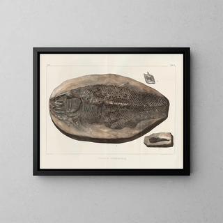 Louis Agassiz - Recherches sur les poissons fossiles Pl181.webp