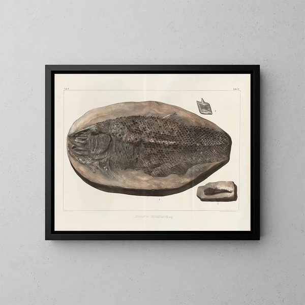 Recherches sur les poissons fossiles - Louis Agassiz — gerahmtes Bild an der Wand
