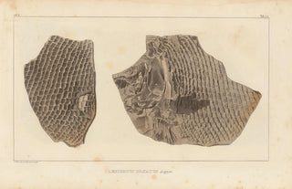 Louis Agassiz - Recherches sur les poissons fossiles Pl182.webp