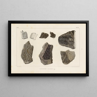 Louis Agassiz - Recherches sur les poissons fossiles Pl184.webp