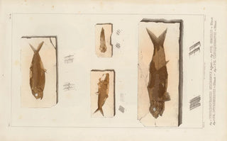 Louis Agassiz - Recherches sur les poissons fossiles Pl195.webp