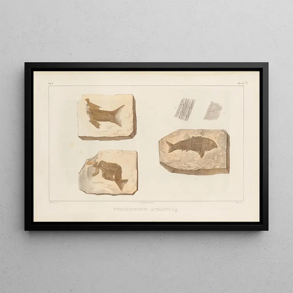 Louis Agassiz - Recherches sur les poissons fossiles Pl197.webp