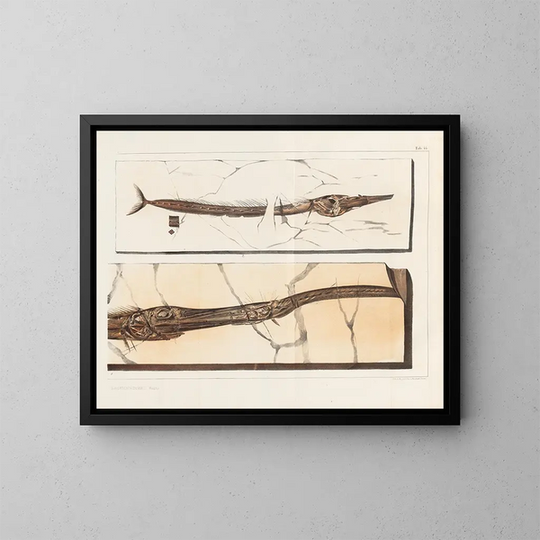 Recherches sur les poissons fossiles - Louis Agassiz — gerahmtes Bild an der Wand