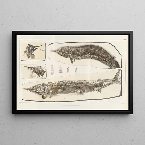 Louis Agassiz - Recherches sur les poissons fossiles Pl201.webp