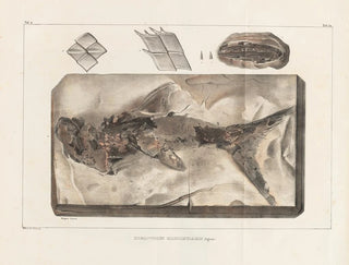 Louis Agassiz - Recherches sur les poissons fossiles Pl210.webp