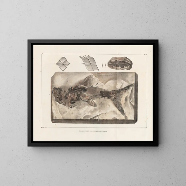 Recherches sur les poissons fossiles - Louis Agassiz — gerahmtes Bild an der Wand