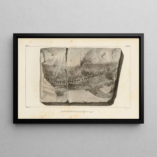 Louis Agassiz - Recherches sur les poissons fossiles Pl211.webp