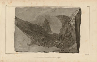 Louis Agassiz - Recherches sur les poissons fossiles Pl212.webp