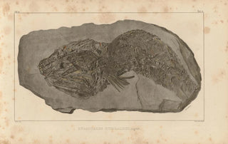 Louis Agassiz - Recherches sur les poissons fossiles Pl213.webp