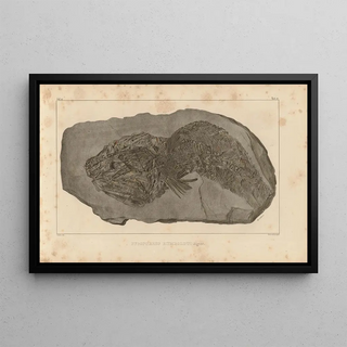 Louis Agassiz - Recherches sur les poissons fossiles Pl213.webp