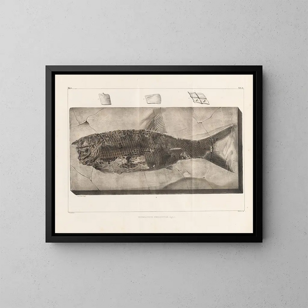 Recherches sur les poissons fossiles Pl. 220 - Louis Agassiz — gerahmtes Bild an der Wand