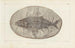 Recherches sur les poissons fossiles Pl223 - Louis Agassiz — Ansicht des Kunstwerks