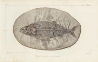 Louis Agassiz - Recherches sur les poissons fossiles Pl223.webp