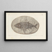 Recherches sur les poissons fossiles Pl223 - Louis Agassiz — gerahmtes Bild an der Wand