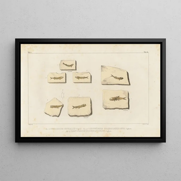 Recherches sur les poissons fossiles Pl226 - Louis Agassiz — gerahmtes Bild an der Wand