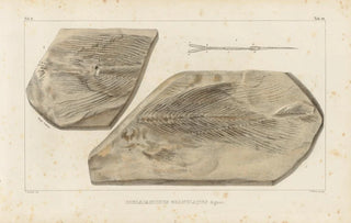 Louis Agassiz - Recherches sur les poissons fossiles Pl228.webp