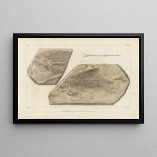Louis Agassiz - Recherches sur les poissons fossiles Pl228.webp