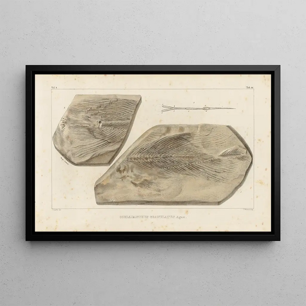 Louis Agassiz - Recherches sur les poissons fossiles Pl228.webp