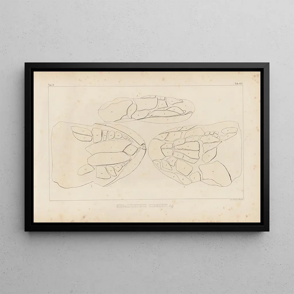 Louis Agassiz - Recherches sur les poissons fossiles Pl230.webp