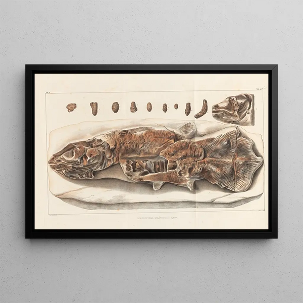 Recherches sur les poissons fossiles Pl234 - Louis Agassiz — gerahmtes Bild an der Wand