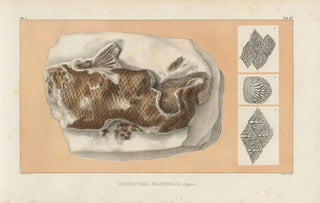 Louis Agassiz - Recherches sur les poissons fossiles Pl235.webp