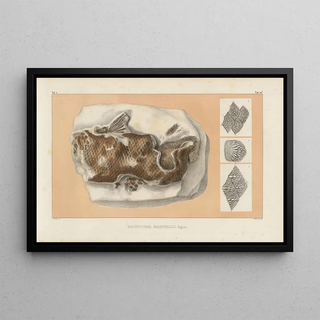 Louis Agassiz - Recherches sur les poissons fossiles Pl235.webp