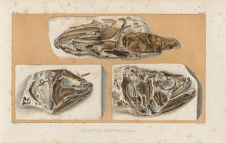 Louis Agassiz - Recherches sur les poissons fossiles Pl237.webp