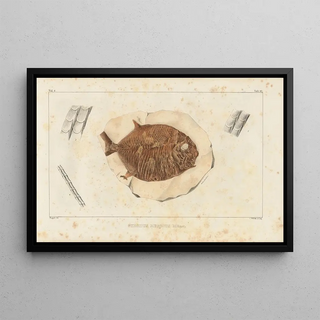 Louis Agassiz - Recherches sur les poissons fossiles Pl242.webp